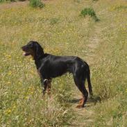 Gordon setter Wøkk´s Andi