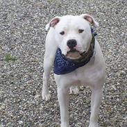 Amerikansk bulldog bonzo