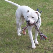 Amerikansk bulldog bonzo