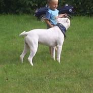 Amerikansk bulldog bonzo