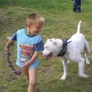 Amerikansk bulldog bonzo