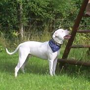 Amerikansk bulldog bonzo