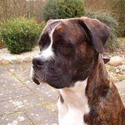 Blanding af racer Bosco