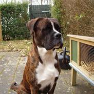 Blanding af racer Bosco