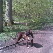 Blanding af racer Bosco