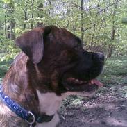 Blanding af racer Bosco