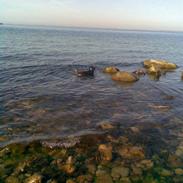 Blanding af racer Bosco