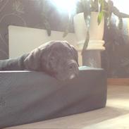 Blanding af racer Lambda