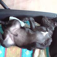 Blanding af racer Lambda