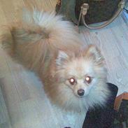 Pomeranian Gizmo