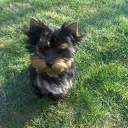 Yorkshire terrier Joey