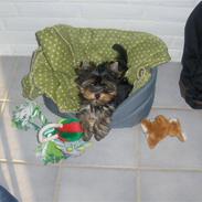 Yorkshire terrier Joey