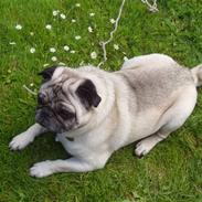 Mops Muffin (Otto) R.I.P.