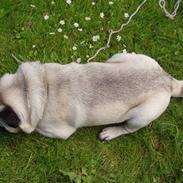 Mops Muffin (Otto) R.I.P.