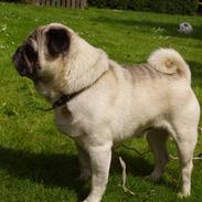 Mops Muffin (Otto) R.I.P.