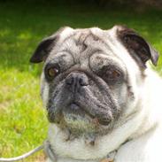 Mops Muffin (Otto) R.I.P.