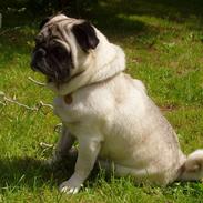 Mops Muffin (Otto) R.I.P.