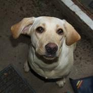 Labrador retriever mollie