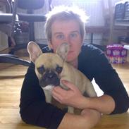 Fransk bulldog Oskar