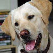 Labrador retriever Aya