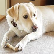 Labrador retriever Aya