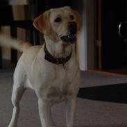 Labrador retriever Aya