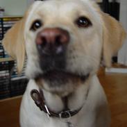 Labrador retriever Aya