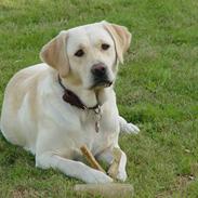 Labrador retriever Aya
