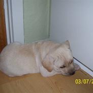 Labrador retriever Mollie