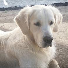 Golden retriever Zeus