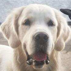 Golden retriever Zeus