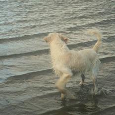 Golden retriever Zeus