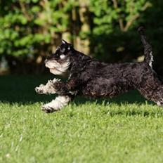 Dvaergschnauzer Louis