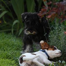 Dvaergschnauzer Louis