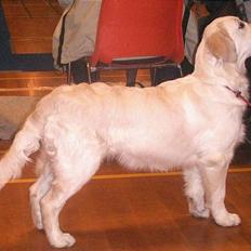 Golden retriever Enya (Giddygold ice cream