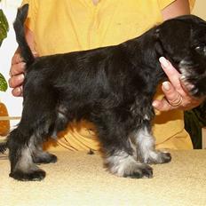 Dvaergschnauzer Louis