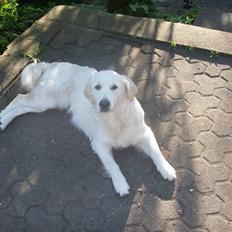 Golden retriever Enya (Giddygold ice cream