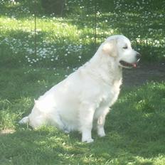 Golden retriever Enya (Giddygold ice cream