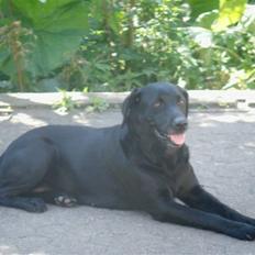 Labrador retriever Freja  RIP