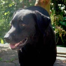 Labrador retriever Freja  RIP
