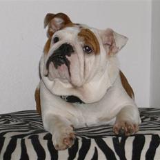 Engelsk bulldog BairaPepéIlgakojiné(Lola)