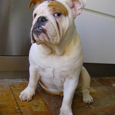 Engelsk bulldog BairaPepéIlgakojiné(Lola)