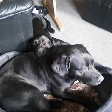 Blanding af racer Gucci