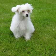 Chinese crested powder puff Miabella