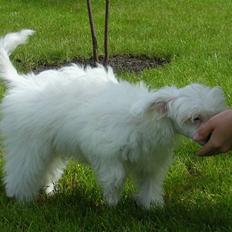 Chinese crested powder puff Miabella