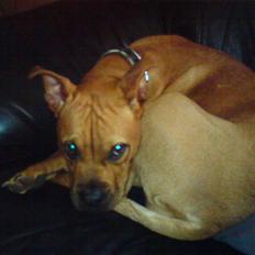 Blanding af racer Bertha