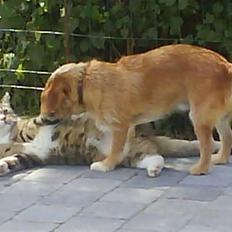 Blanding af racer Banjo