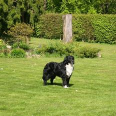 Blanding af racer Freja R.I.P.