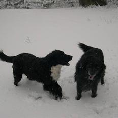 Blanding af racer Freja R.I.P.