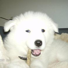 Samojedhund Freja RIP ;(